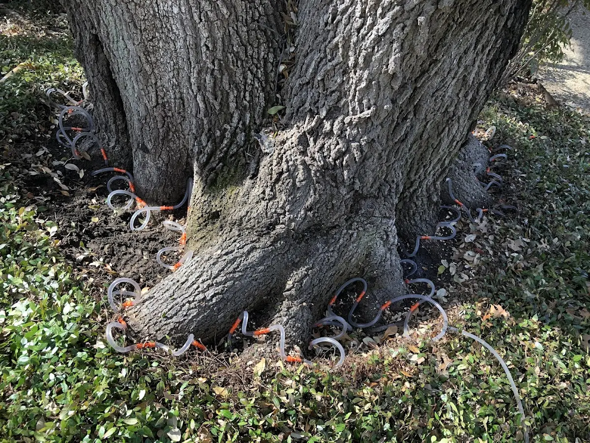 Detailed Tree Cabling and Bracing job site in Roxton