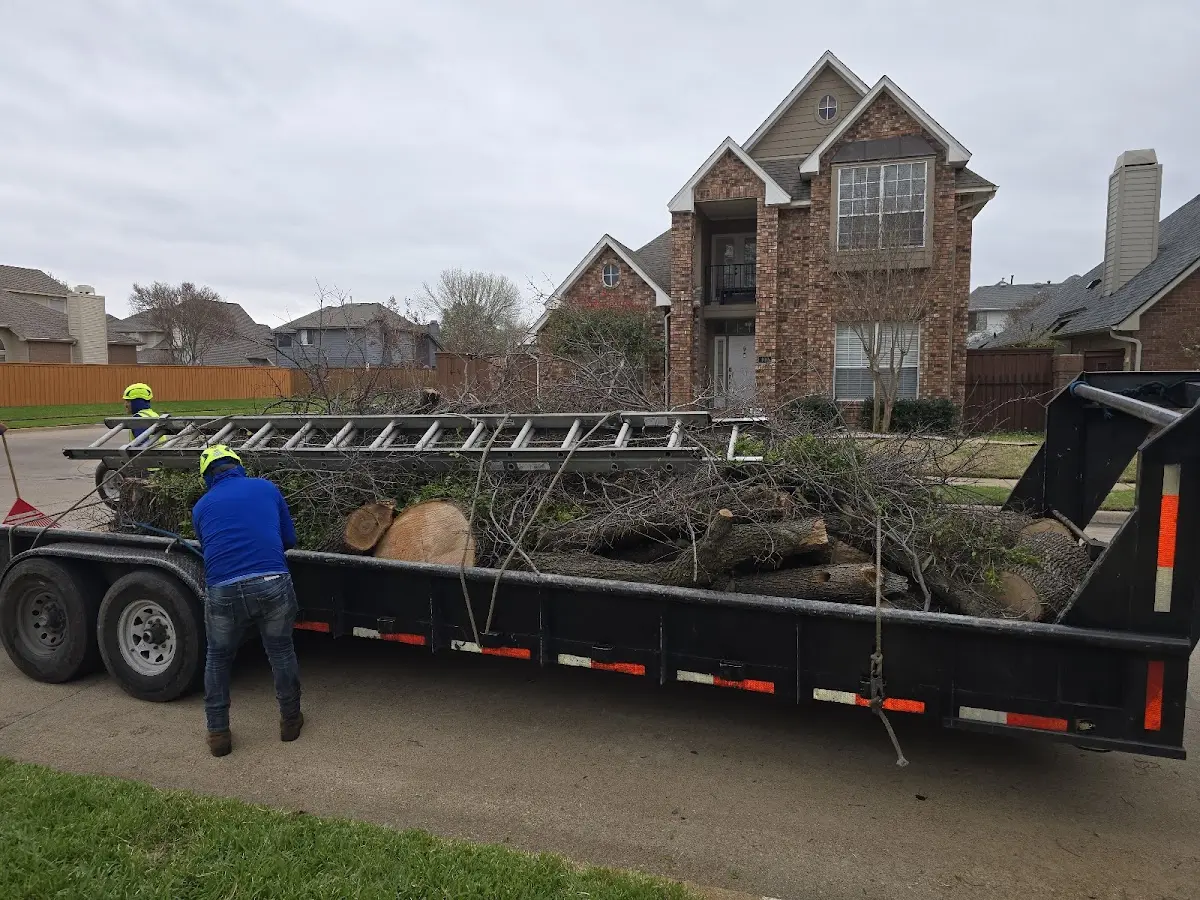 Expert Tree Pest Control with proper safety equipment in Roxton